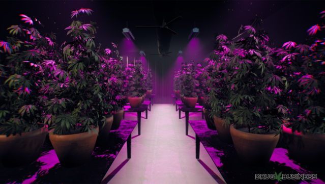 Drug Business Free Download