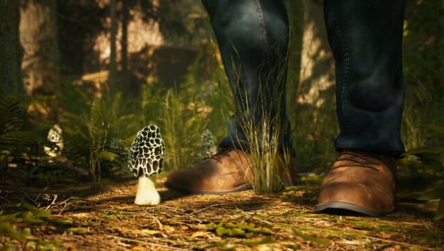 Morels: The Hunt Free Download