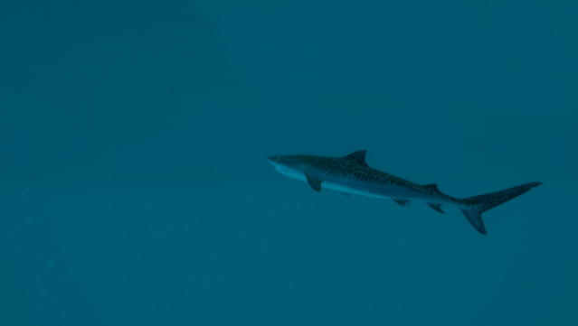 Ultimate Fishing Simulator Gameplay Screenshot