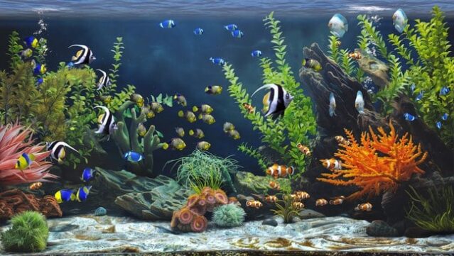 Zen Aquarium Free Download gameplay
